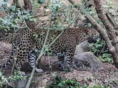 149 BIO PARC DE DOUE LA FONTAINE 5- 2016_000051